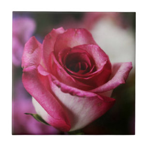Jolene Rose Tile