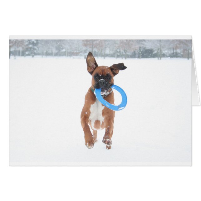 Jolie playing frizbee in the snow (Front Horizontal)