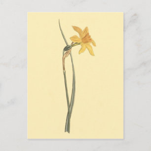 Jonquil Daffodil Yellow Flower Illustration Postcard