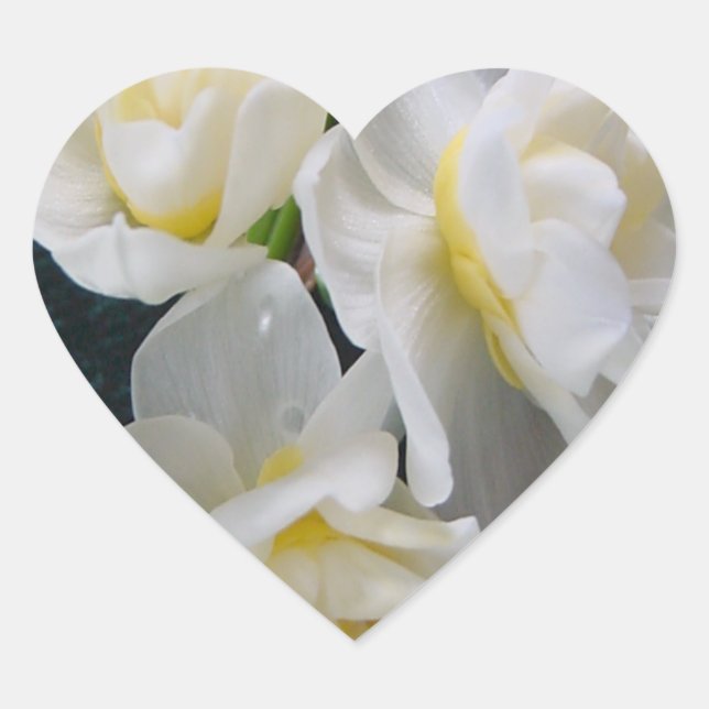Jonquil Flower - Ecclesiastes 3:1 Heart Sticker (Front)