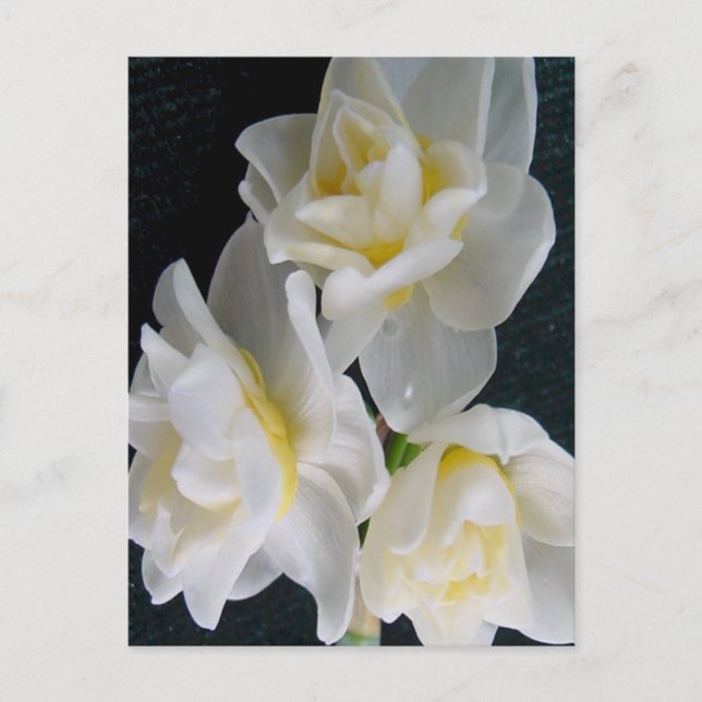 Jonquil Flower - Ecclesiastes 3:1 Postcard (Front)