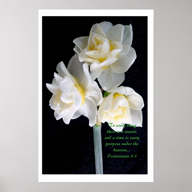Jonquil Flower - Ecclesiastes 3:1 Poster (Front)