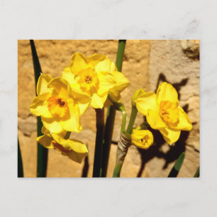 Jonquil Flowers Postcard