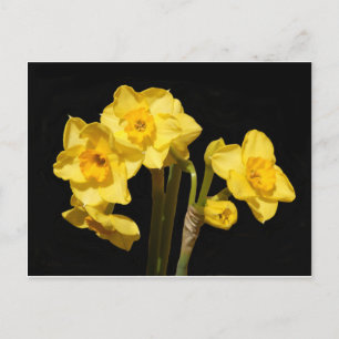 Jonquil Flowers Postcard