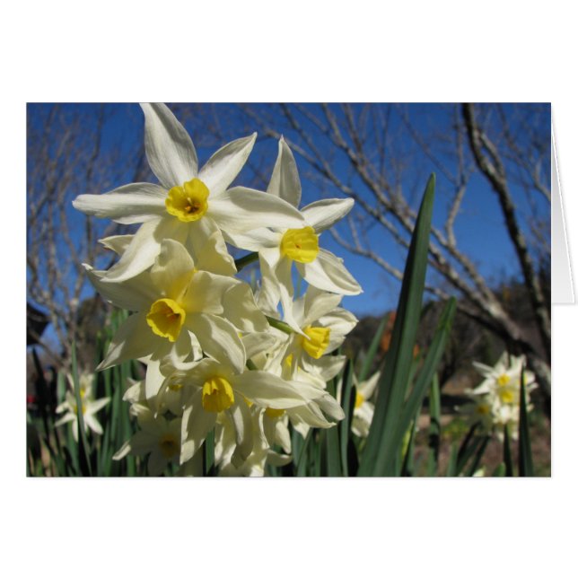 Jonquils (Front Horizontal)