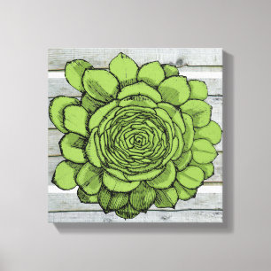 Jonus the Jovibarba heuffelii Canvas Print