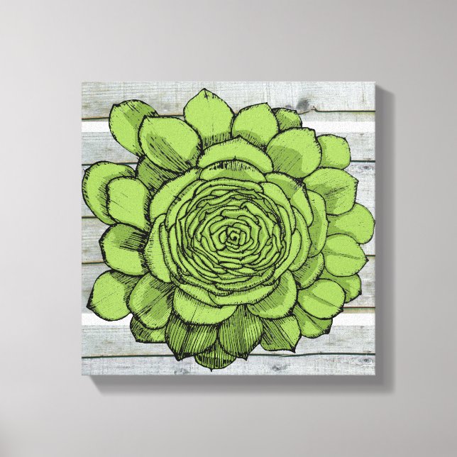 Jonus the Jovibarba heuffelii Canvas Print (Front)