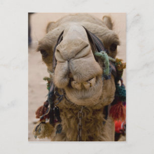 Jordan, Ancient Nabataean city of Petra. Local Postcard