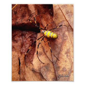 Joro Spider Photo Print