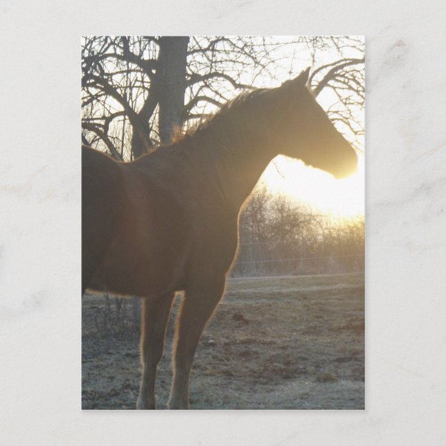 Jose Benito Postcard (Front)