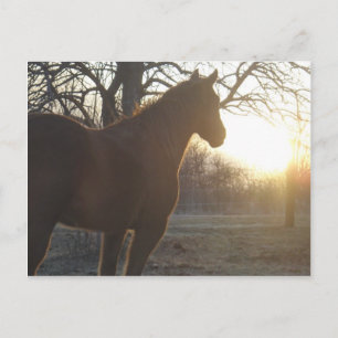 Jose Benito Postcard