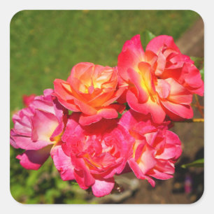 Joseph’s Coat Rose #1 Stickers