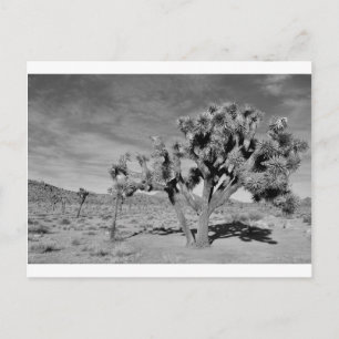 Joshua Tree (black & white) Postcard