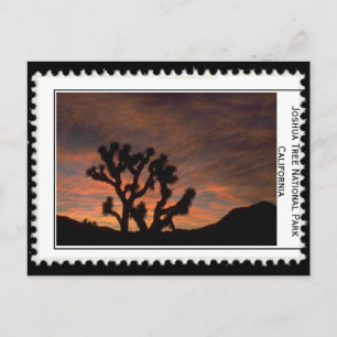 Joshua Tree California Postcard