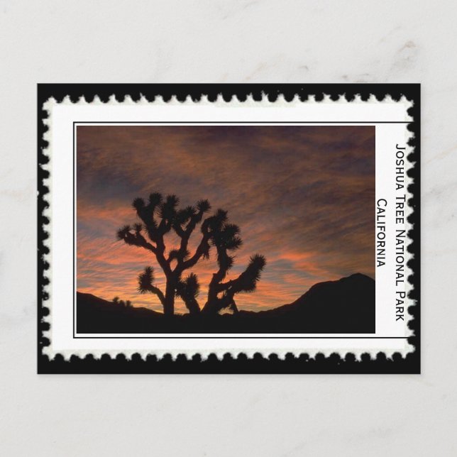 Joshua Tree California Postcard (Front)