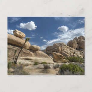 Joshua Tree, California Postcard