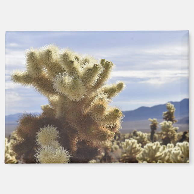 Joshua Tree Cholla Magnet (Front)