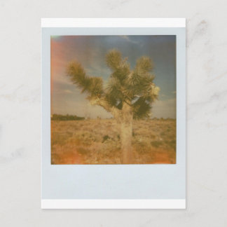 Joshua Tree Decorated Postcard