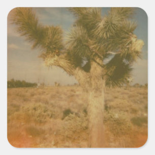 Joshua Tree Decorated Square Sticker