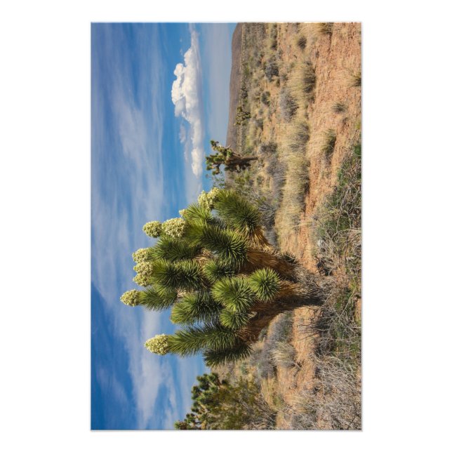 Joshua tree in bloom near Las Vegas Photo Print (Front)