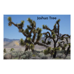 Joshua Tree in California Poster
