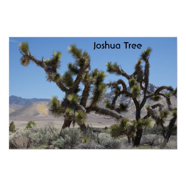 Joshua Tree in California Poster (Front)