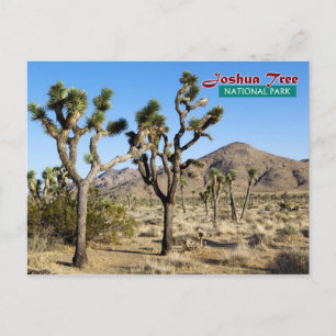 Joshua Tree National Park, California Postcard