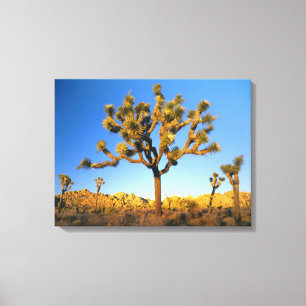 Joshua Tree National Park, California. USA. Canvas Print