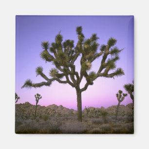 JOSHUA TREE NATIONAL PARK, CALIFORNIA. USA. MAGNET