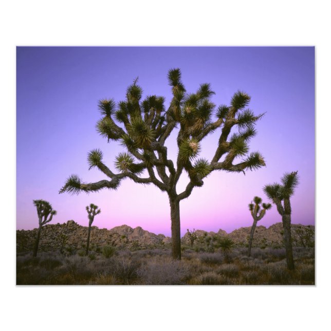 JOSHUA TREE NATIONAL PARK, CALIFORNIA. USA. PHOTO PRINT (Front)