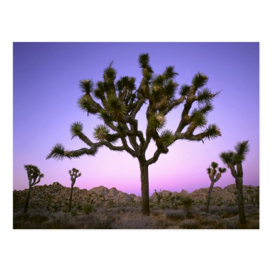 JOSHUA TREE NATIONAL PARK, CALIFORNIA. USA. POSTCARD