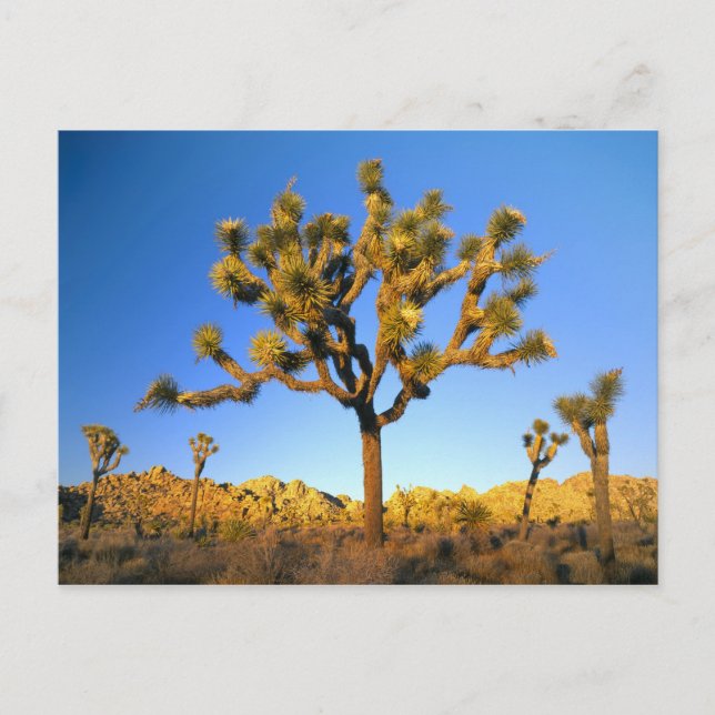 Joshua Tree National Park, California. USA. Postcard (Front)