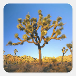 Joshua Tree National Park, California. USA. Square Sticker