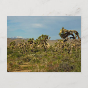 Joshua Tree National Park Desert Landscape Postcard
