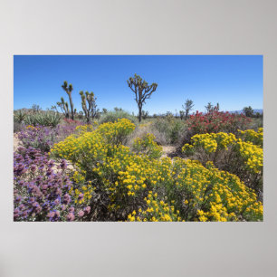 Joshua Tree National Park In Bloom Poster