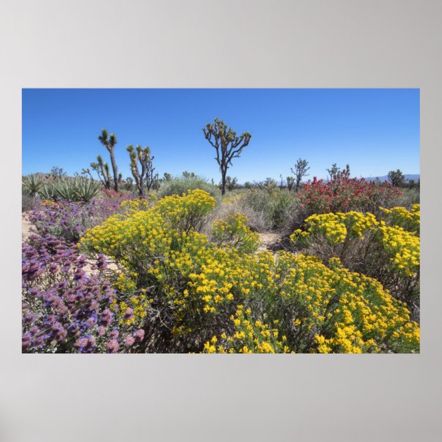Joshua Tree National Park In Bloom Poster (Front)