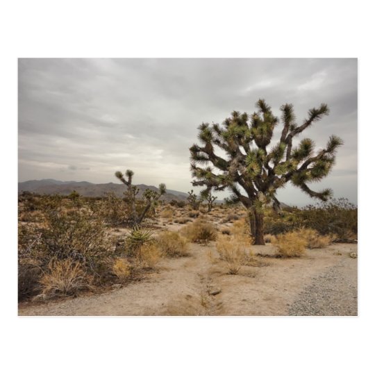 Joshua Tree National Park postcard