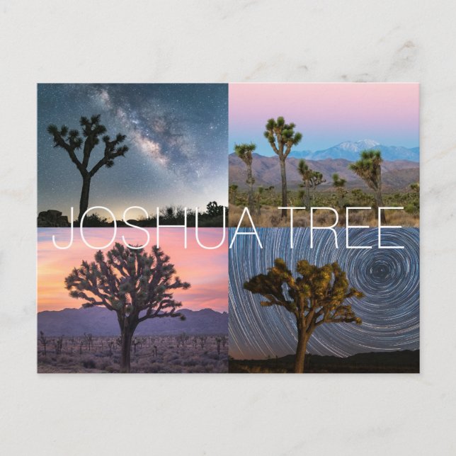 Joshua Tree National Park Postcard (Front)