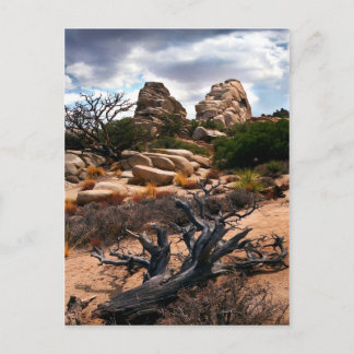 Joshua Tree National Park Postcard