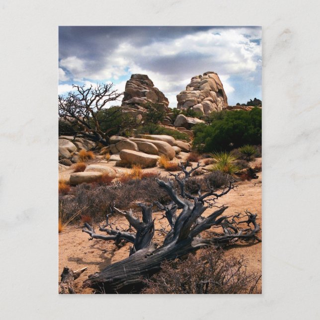 Joshua Tree National Park Postcard (Front)