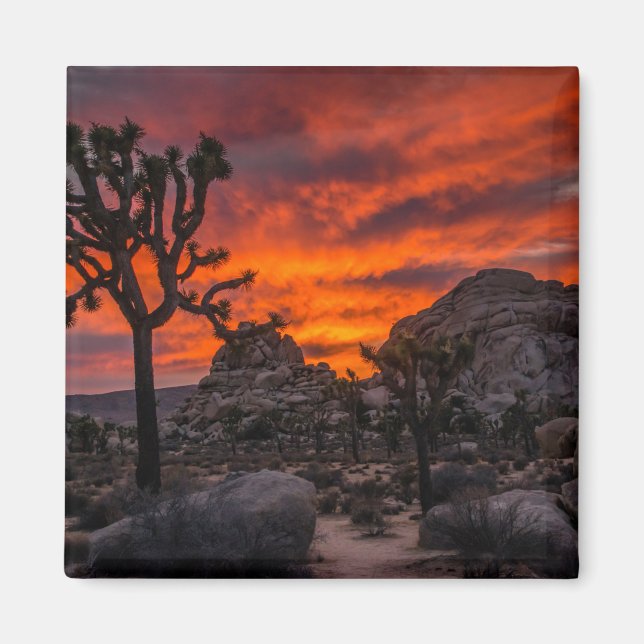 Joshua Tree National Park Red Sunset Magnet (Front)