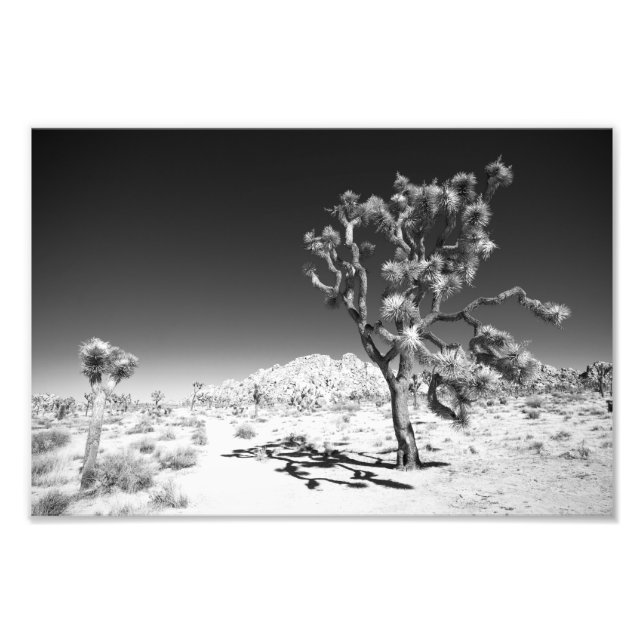 Joshua Tree Photo Print (Front)