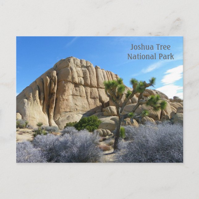 Joshua Tree Postcard! Postcard (Front)