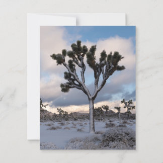 Joshua Tree Snowy Morning #2 Holiday Card