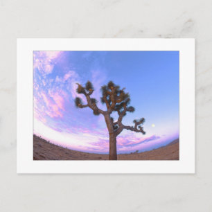 "Joshua Tree Swirl" Postcard