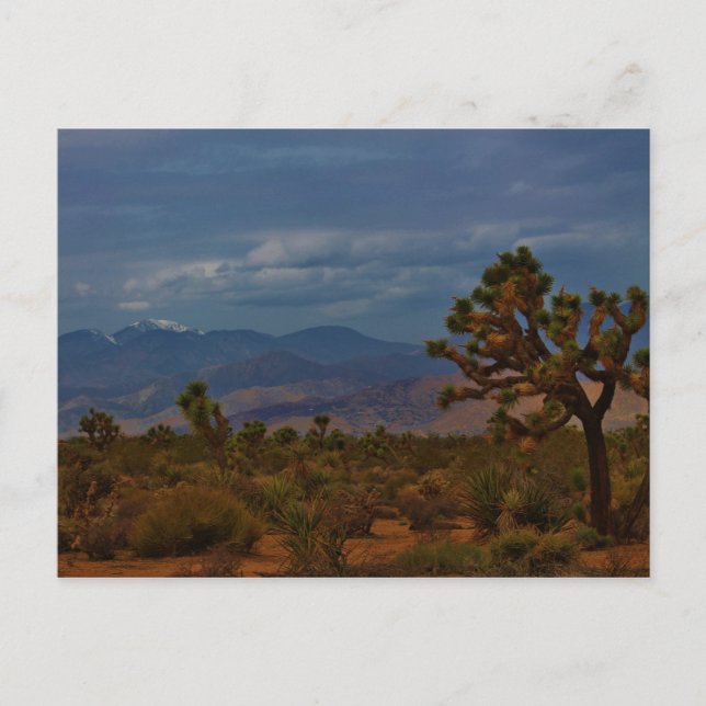 Joshua Tree View Postcard (Front)