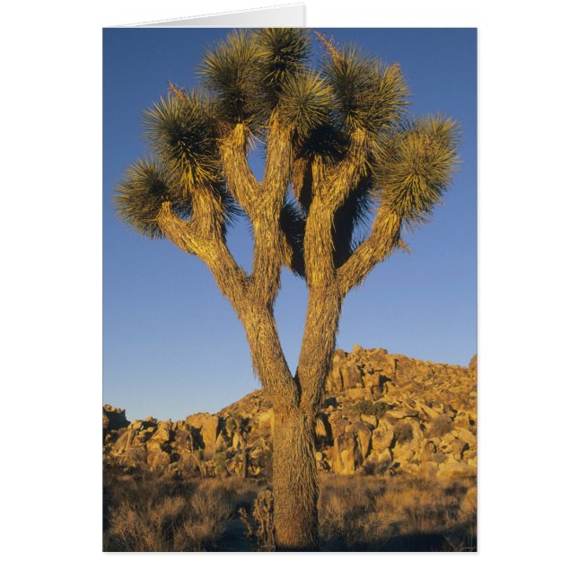 Joshua Tree, Yucca brevifolia), and granite (Front)