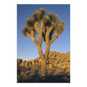 Joshua Tree, Yucca brevifolia), and granite Photo Print