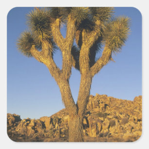 Joshua Tree, Yucca brevifolia), and granite Square Sticker