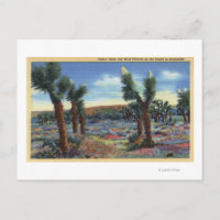 Joshua Trees and Desert Wild Flowers View